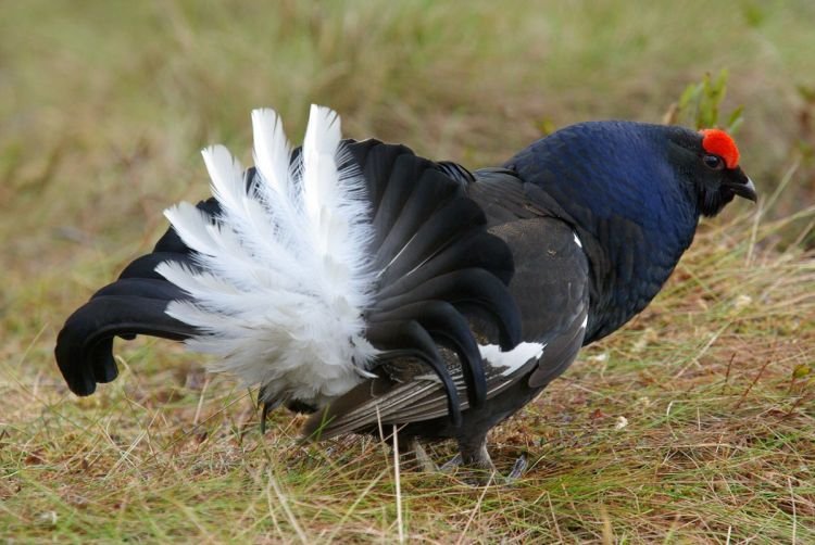 Глухой ли тетерев?