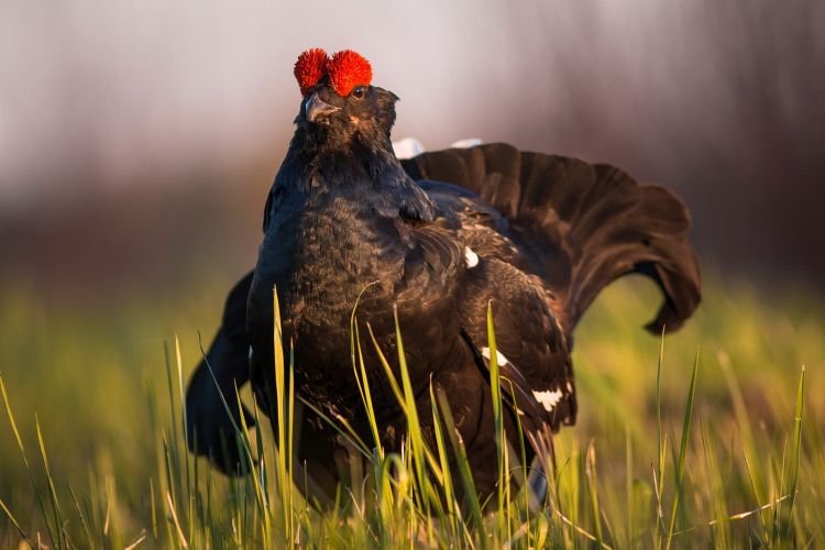 Тетерев-косач