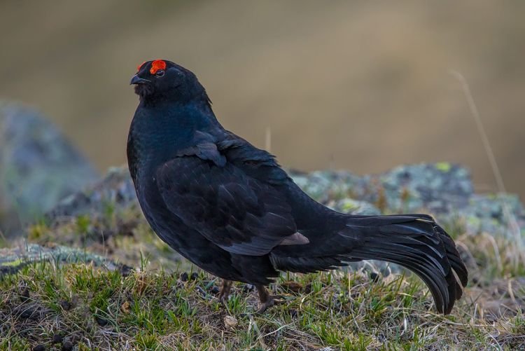 Кавказский тетерев