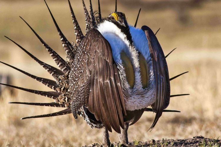 Шалфейный тетерев