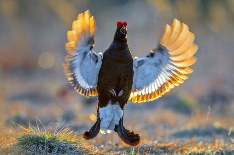 Места обитания