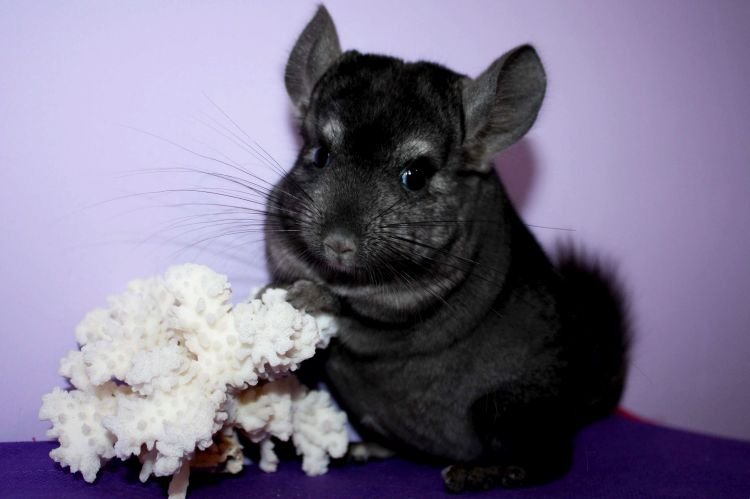 Шиншилла – фото