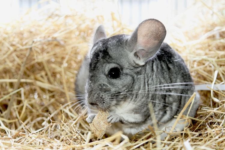 Шиншилла – фото