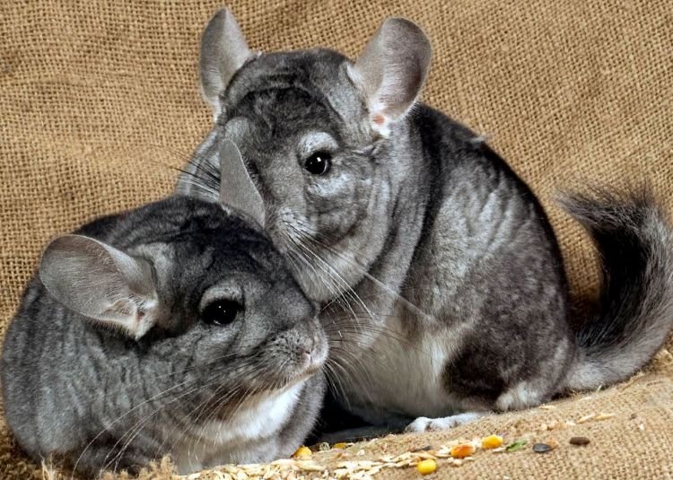 Шиншилла – фото
