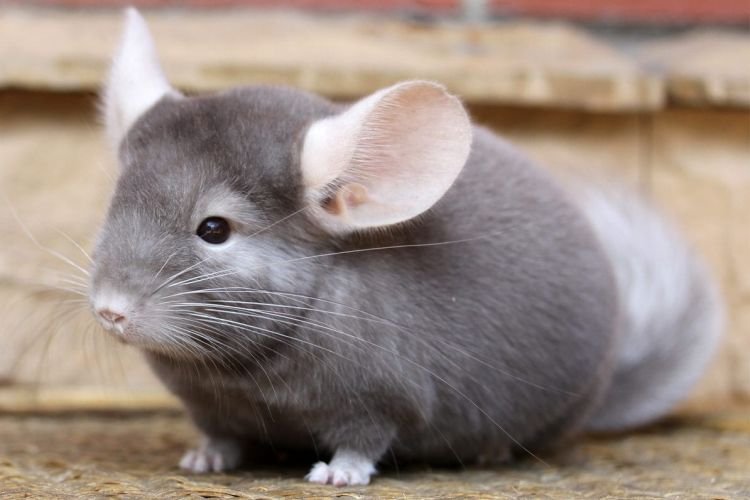 Шиншилла – фото