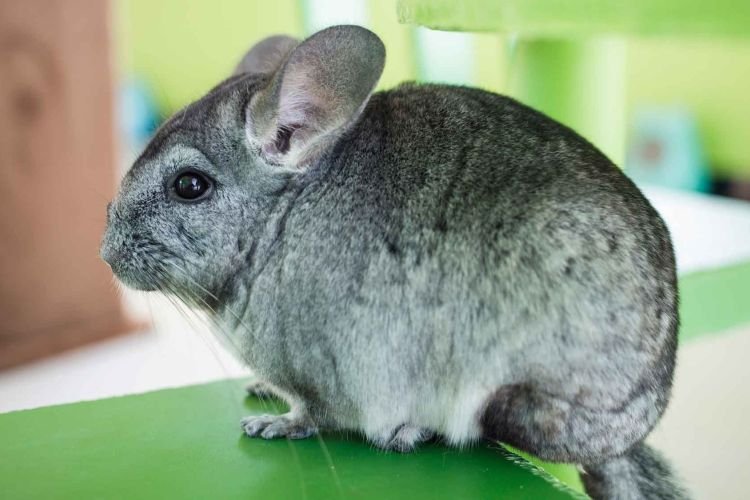 Шиншилла – фото
