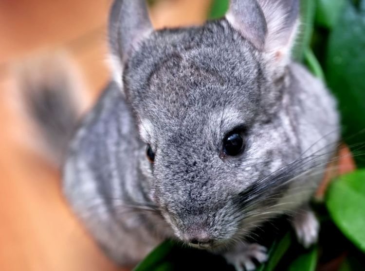 Шиншилла – фото