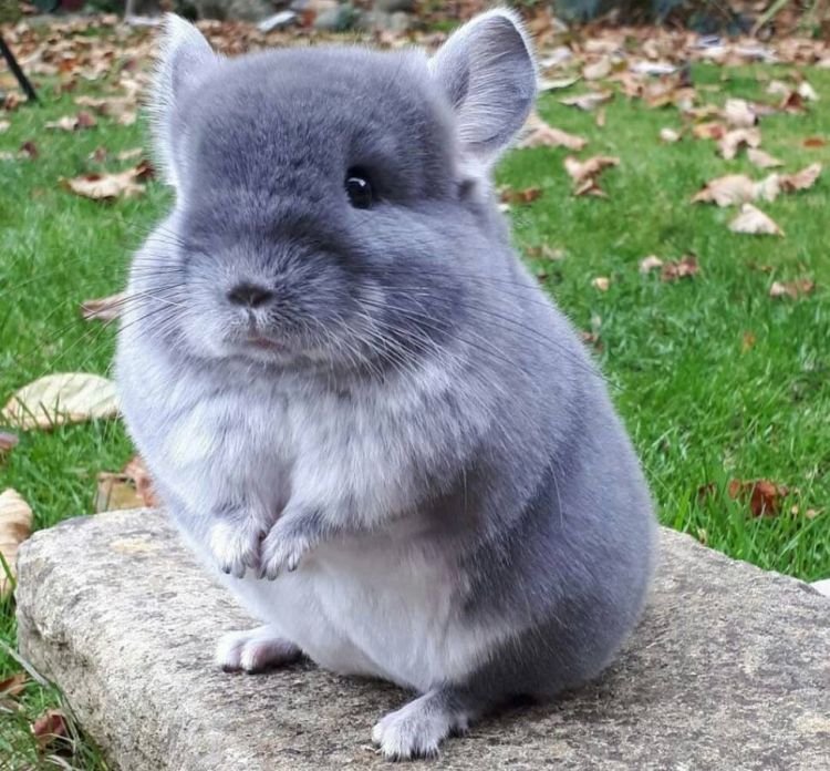 Шиншилла – фото