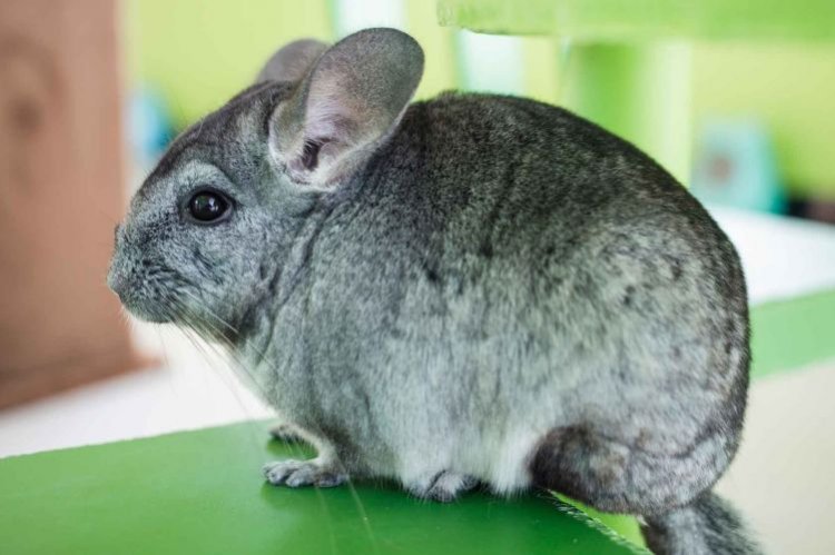 Стандартный серый