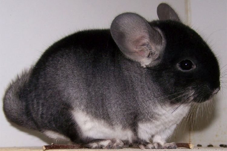 Черный бархат