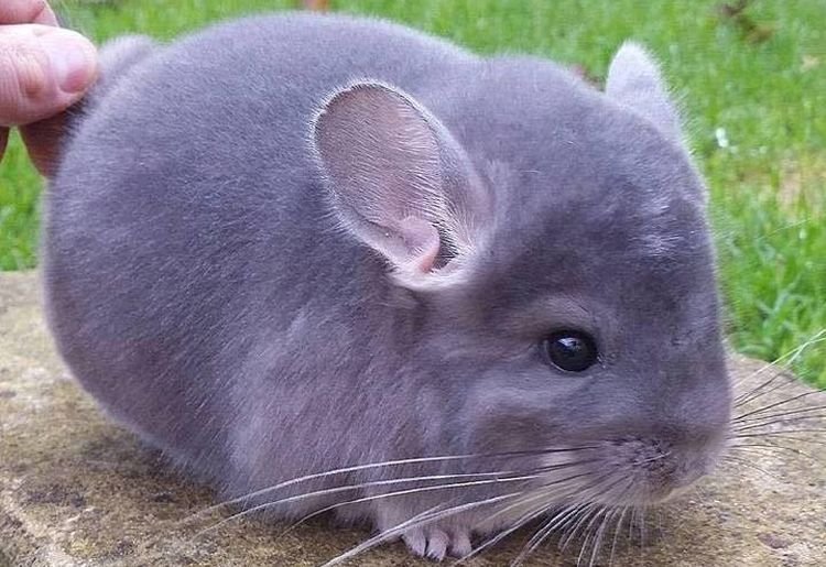 Фиолетовый