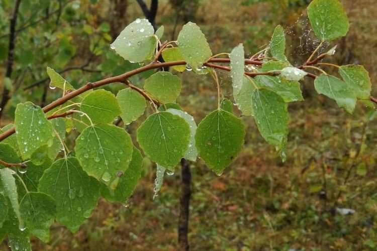 Выращивание осины