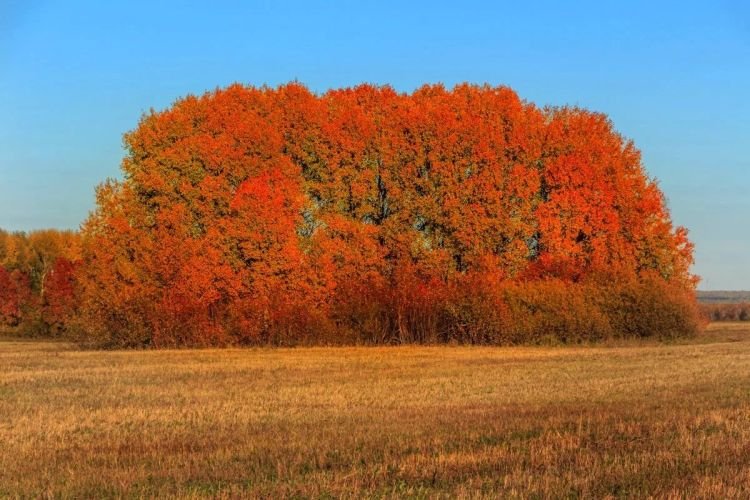 Осина – фото