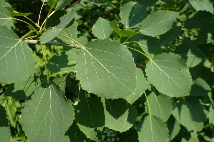 Осина – фото