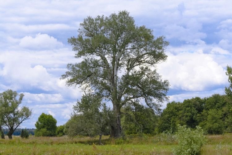 Осина – фото