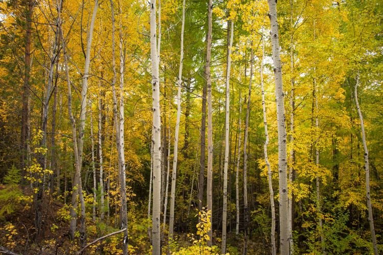 Осина – фото