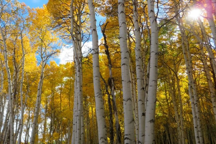 Осина в озеленении