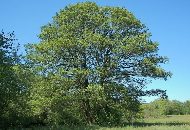 Где растет ольха