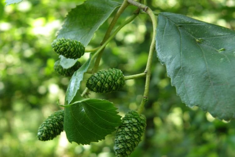 Использование и назначение