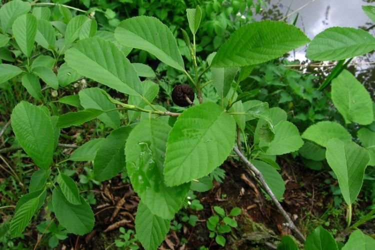 Размножение ольхи