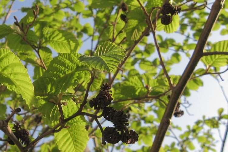 Ольха – фото