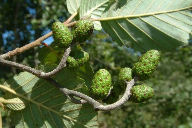 Ольха – фото