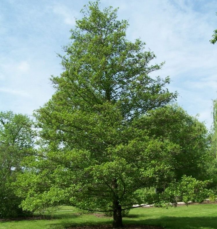 Ольха – фото