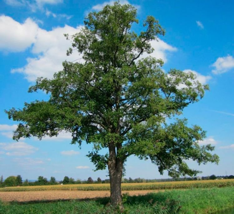 Ольха – фото