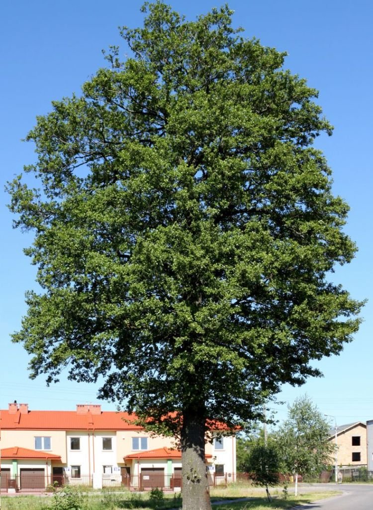 Ольха – фото