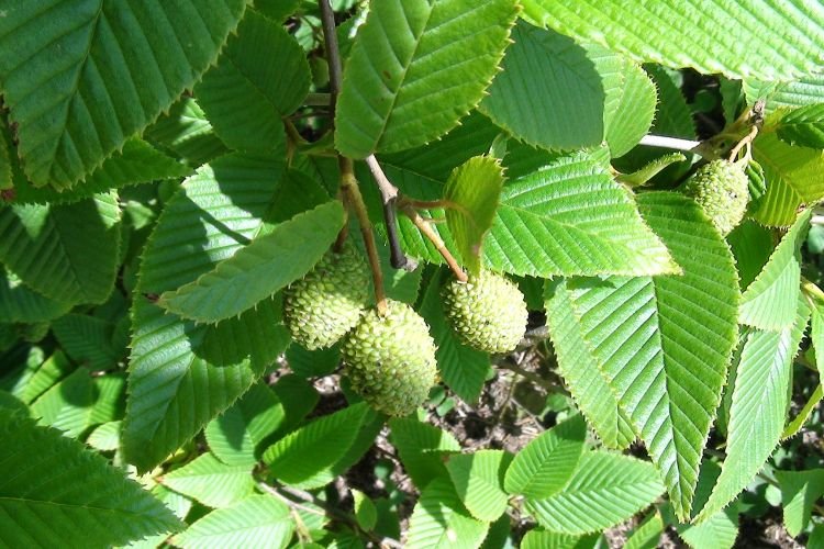 Твердая ольха