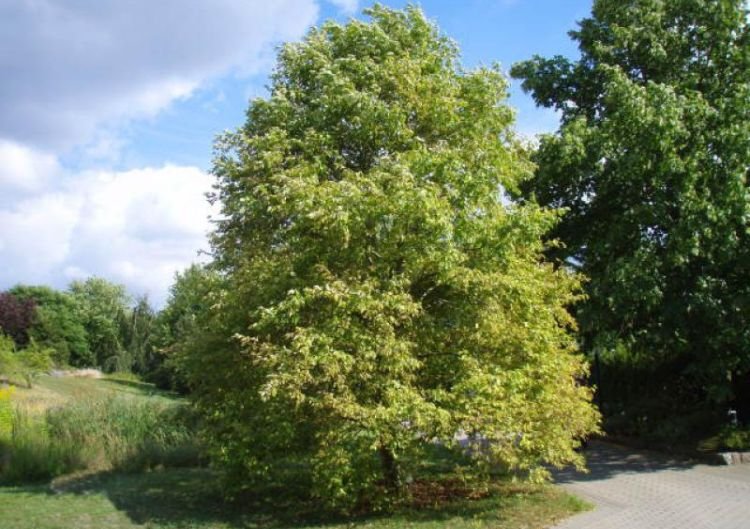 Серая ольха