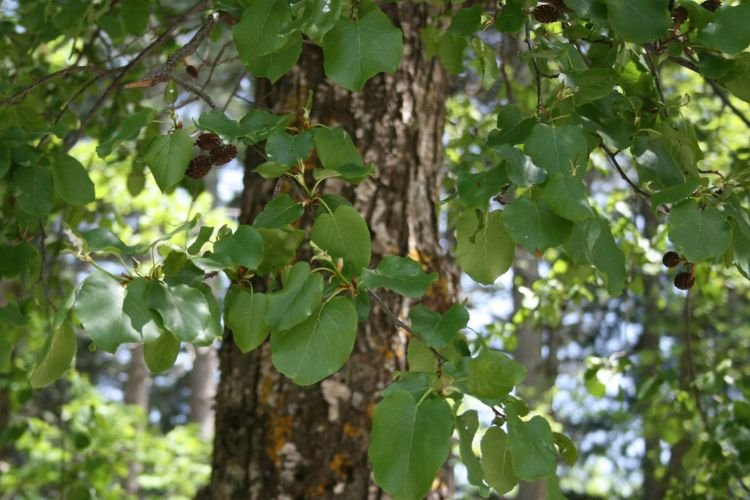 Сердцевидная ольха