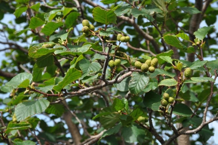 Камчатская ольха