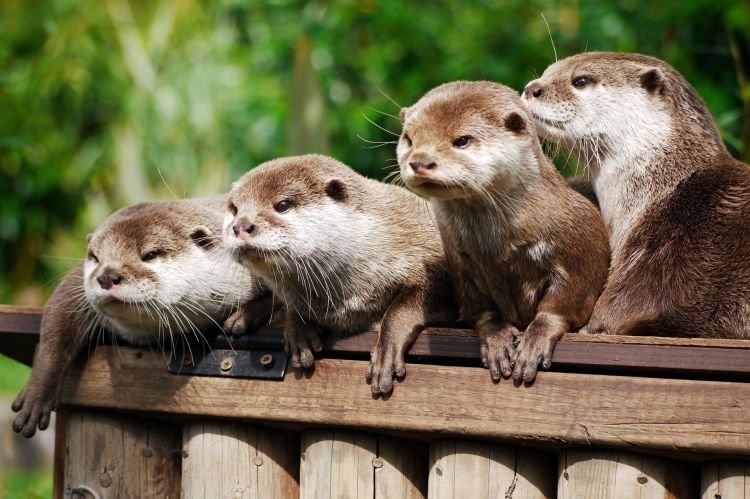 Выдры – фото