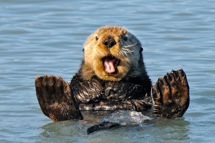 Выдры – фото