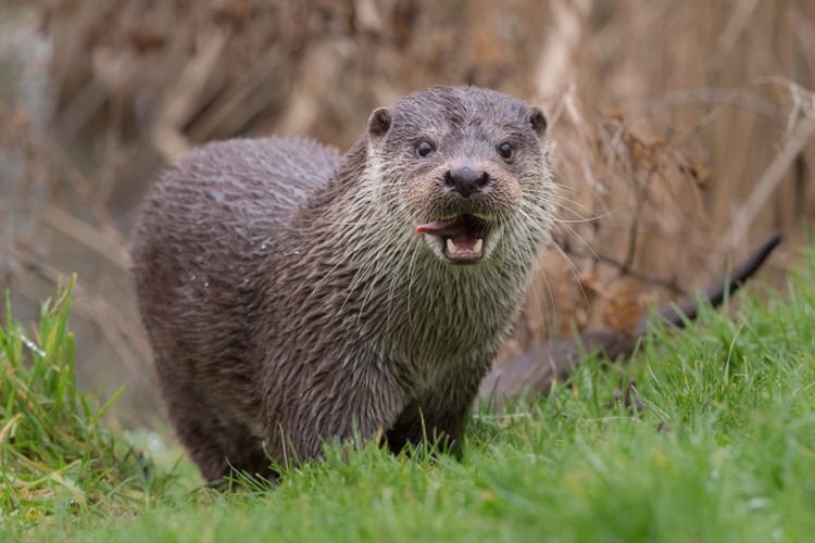 Выдры – фото