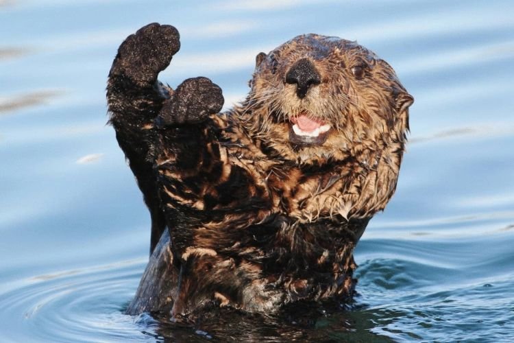 Выдры – фото