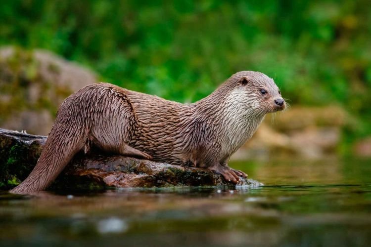 Выдры – фото