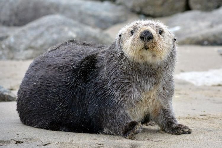 Выдры – фото