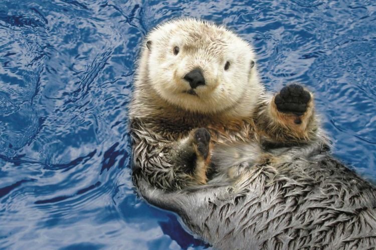 Морская выдра