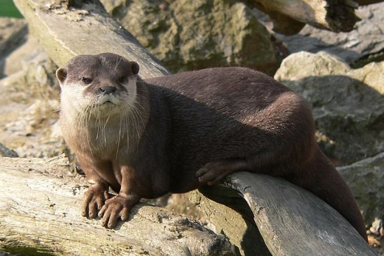 Конголезская выдра