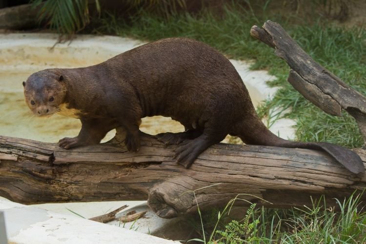 Гигантская выдра