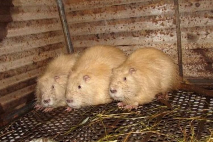 Лимонные нутрии