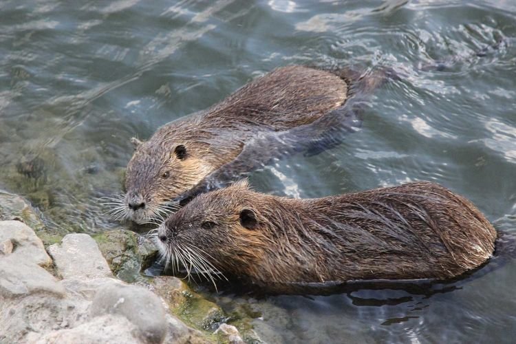 Места обитания нутрий