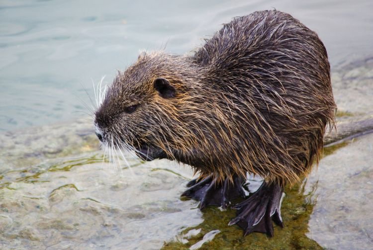 Содержание нутрии в неволе
