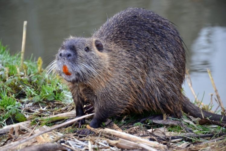 Размножение нутрий