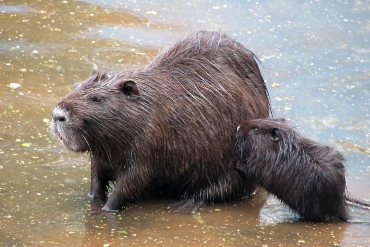 Нутрии – фото