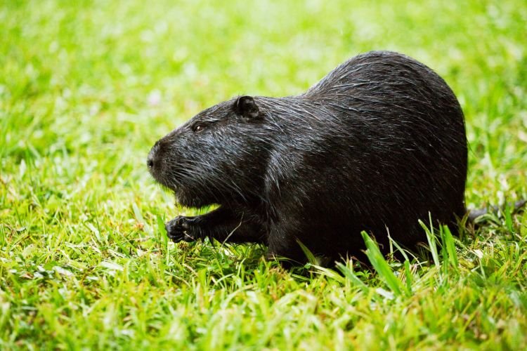 Черные нутрии