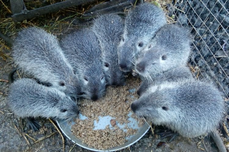 Серебристые нутрии