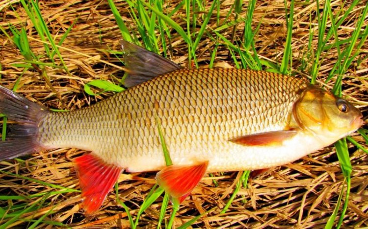 Как выглядит